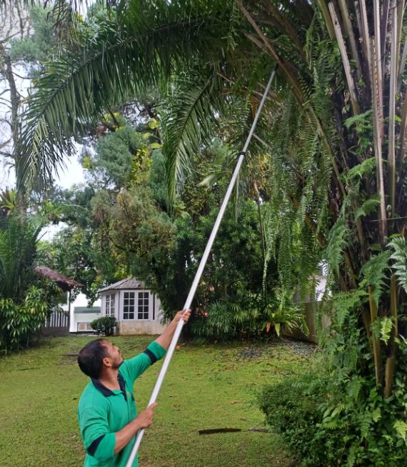 Large Tree Trimming Services